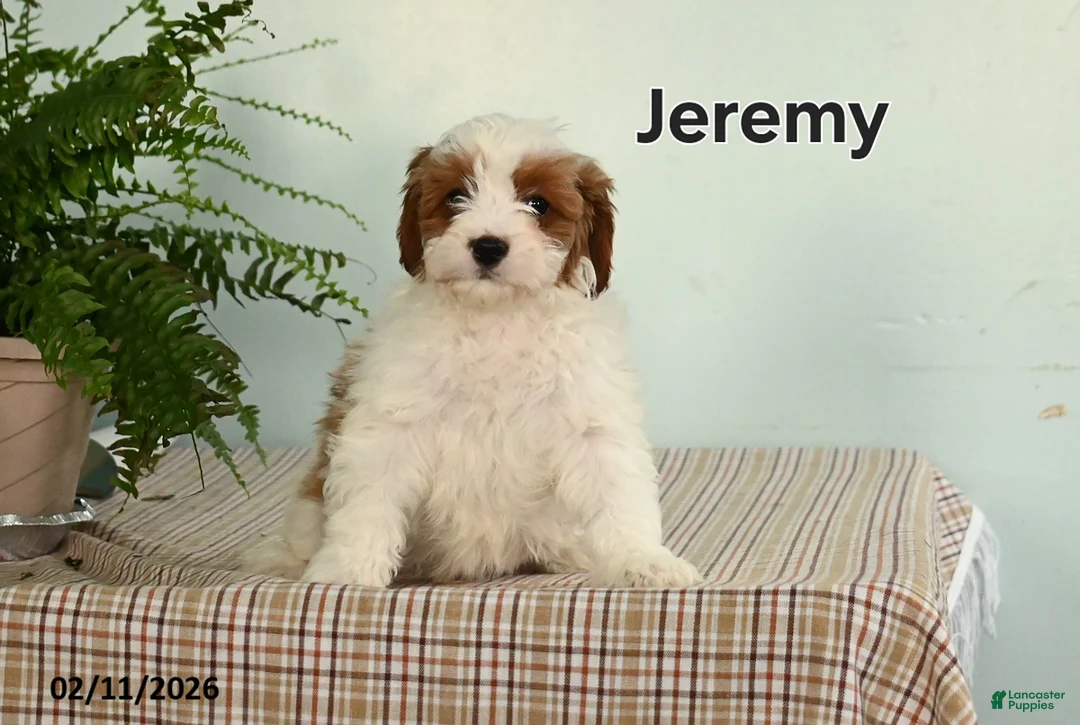 Cavapoo dogs for sale: Jeremy - Ad 2