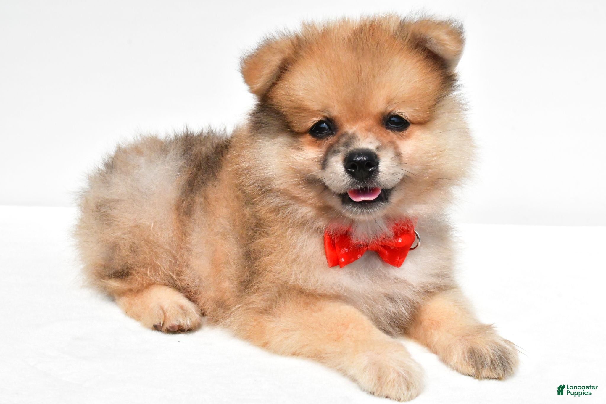Pomeranian dogs Sonny - Ad 2