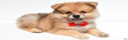 Pomeranian dogs for sale: Sonny - Ad 2