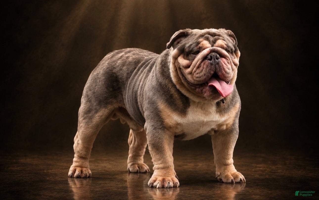 English Bulldog dogs Dart  - Ad 1