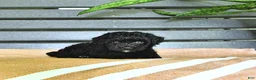 Miniature Poodle dogs for sale: Cassandra - Ad 5