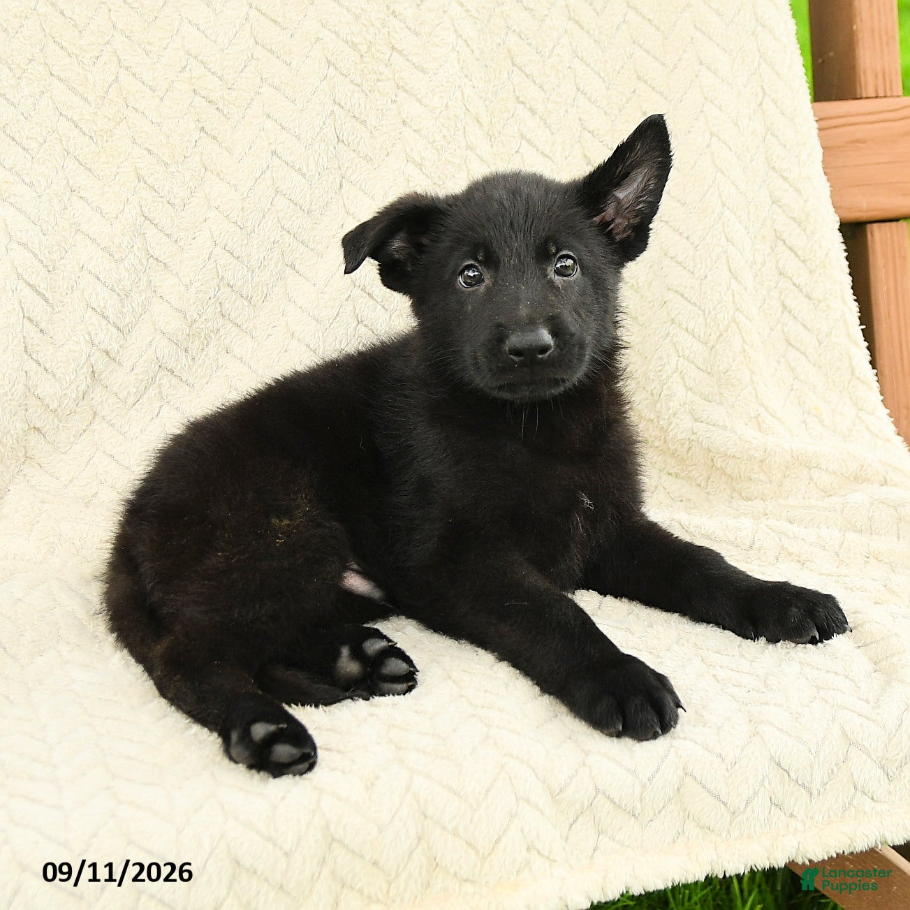 German Shepherd dogs Baker - Ad 2