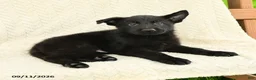 German Shepherd dogs for sale: Baker - Ad 2