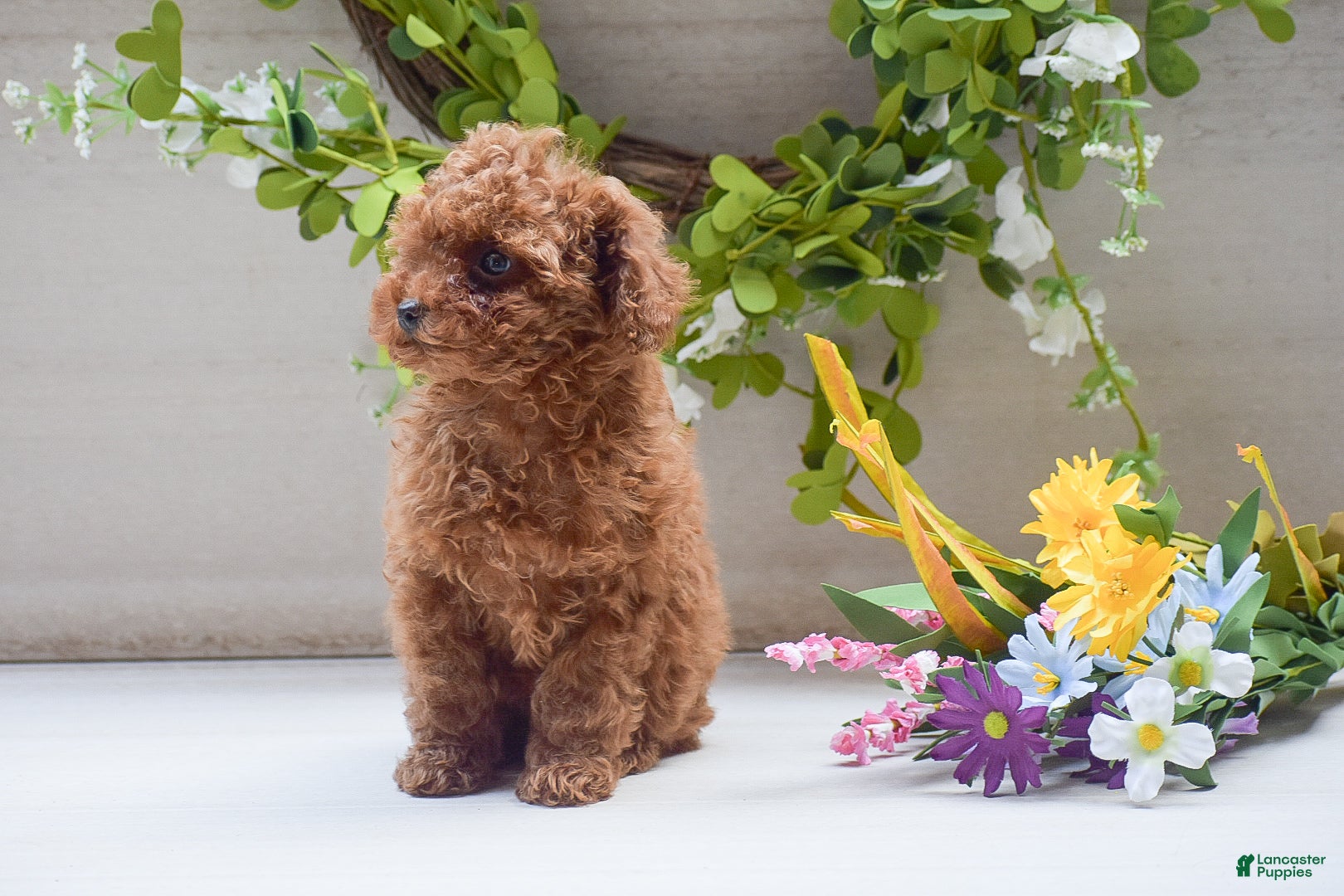 Toy Poodle dogs Lola - Ad 2