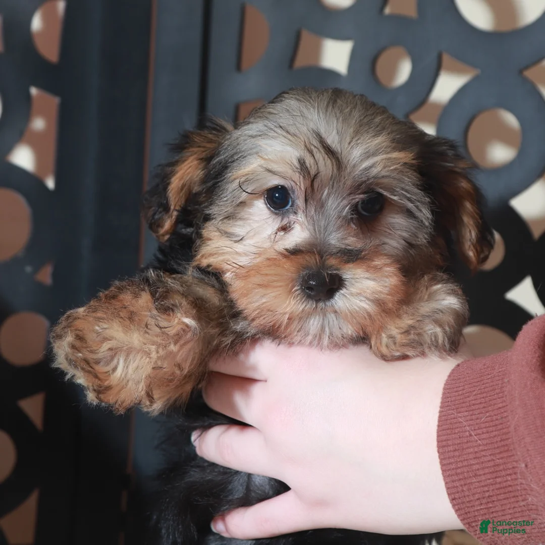 Yorkiepoo dogs for sale: Yorkiepoo Puppy Nala - Ad 3