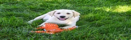 Labrador Retriever dogs for sale: Rodney - Ad 4