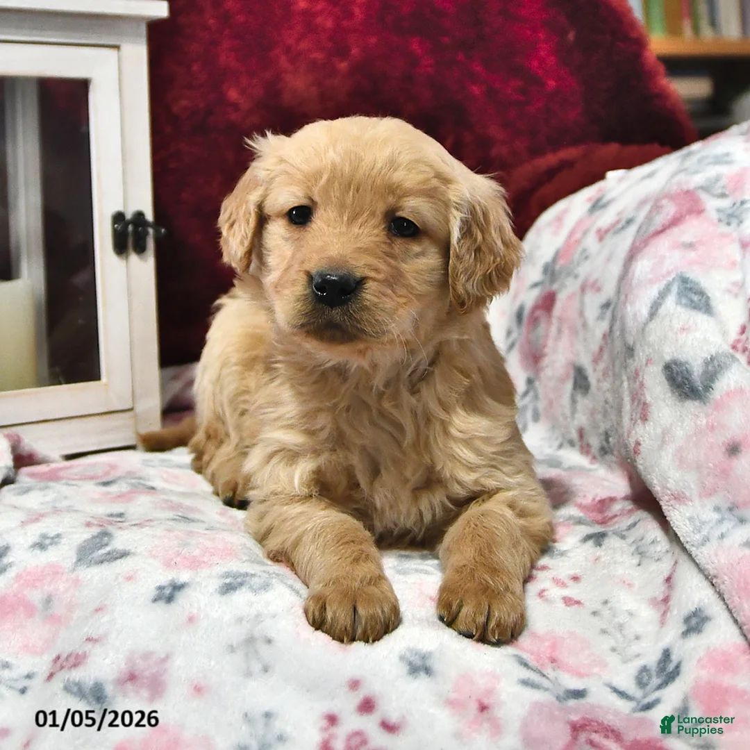 Goldendoodle dogs for sale: Holly - Ad 9