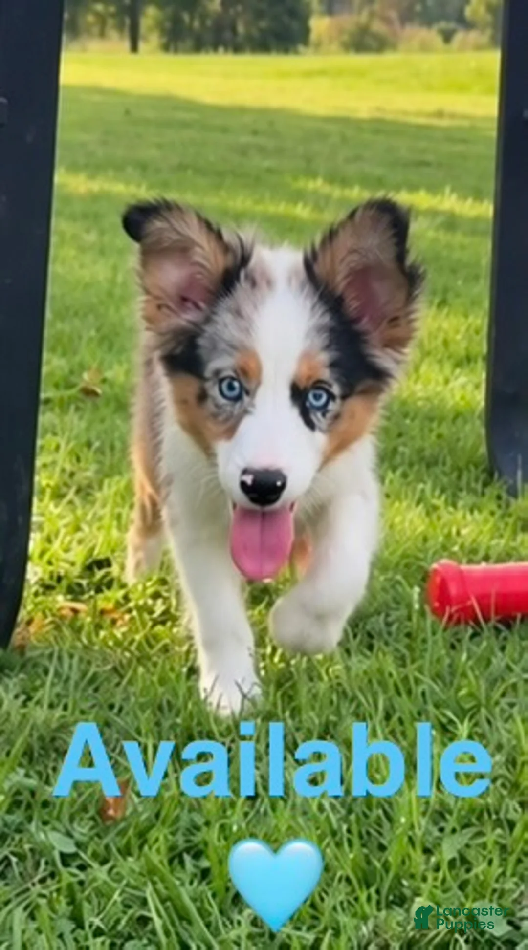 Miniature Australian Shepherd dogs for sale: Light Blue  - Ad 1