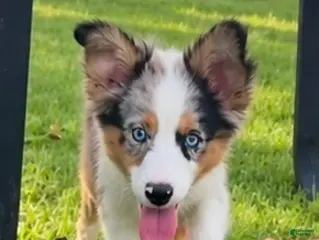 Miniature Australian Shepherd dogs Light Blue - Ad 42