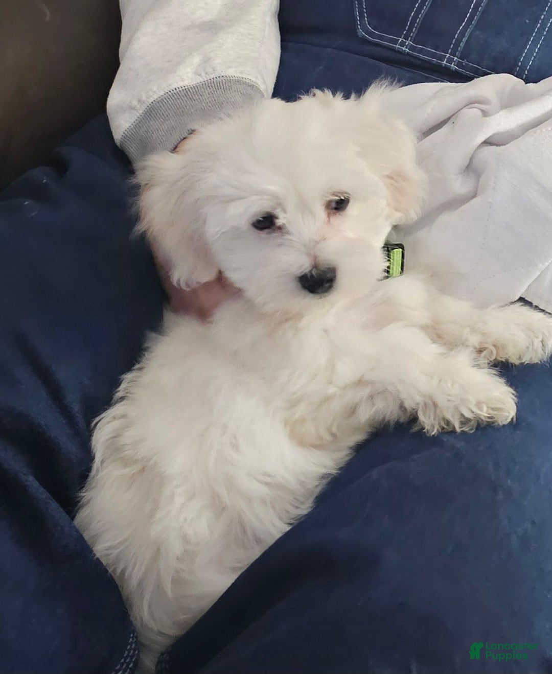 Coton De Tulear dogs for sale: Clarabella - Ad 2