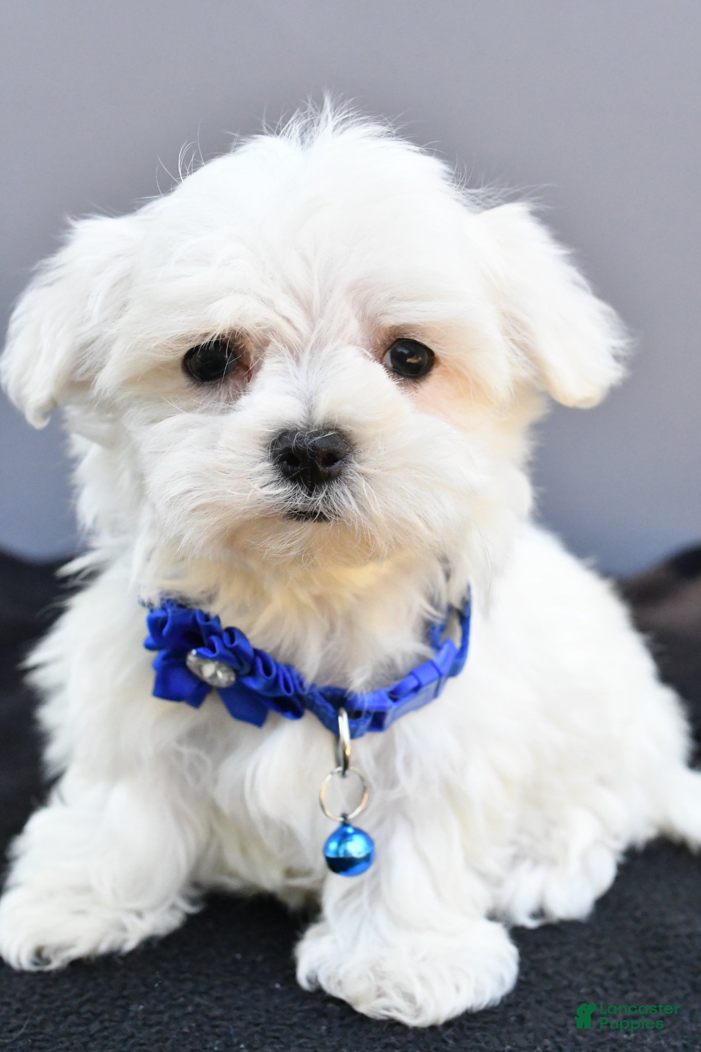 Maltese dogs Hannah - Ad 2