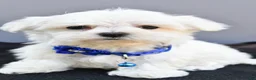 Maltese dogs for sale: Hannah - Ad 2