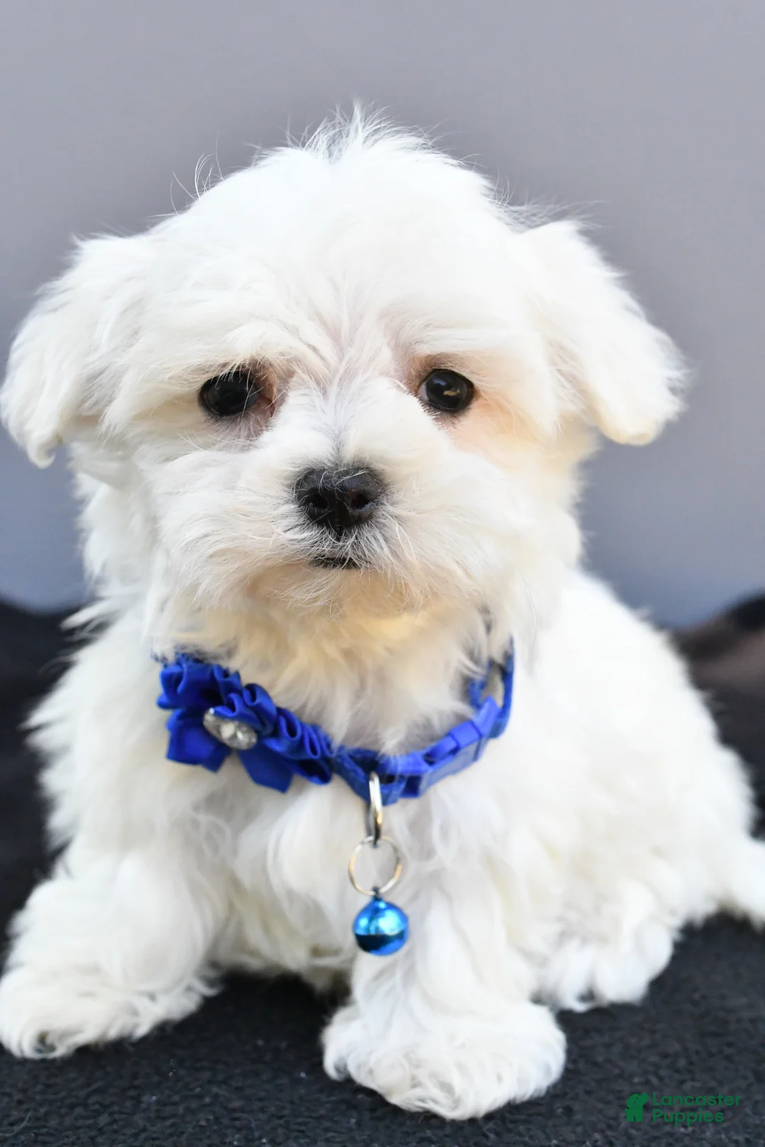 Maltese dogs for sale: Hannah - Ad 2