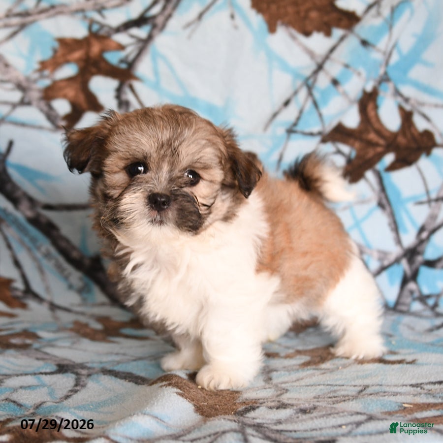 Shih Tzu dogs Crackle - Ad 2