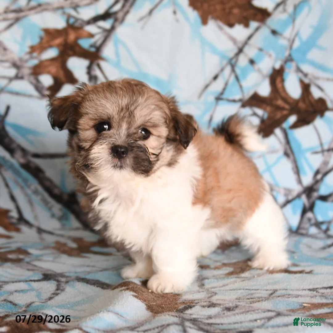 Shih Tzu dogs for sale: Crackle - Ad 2