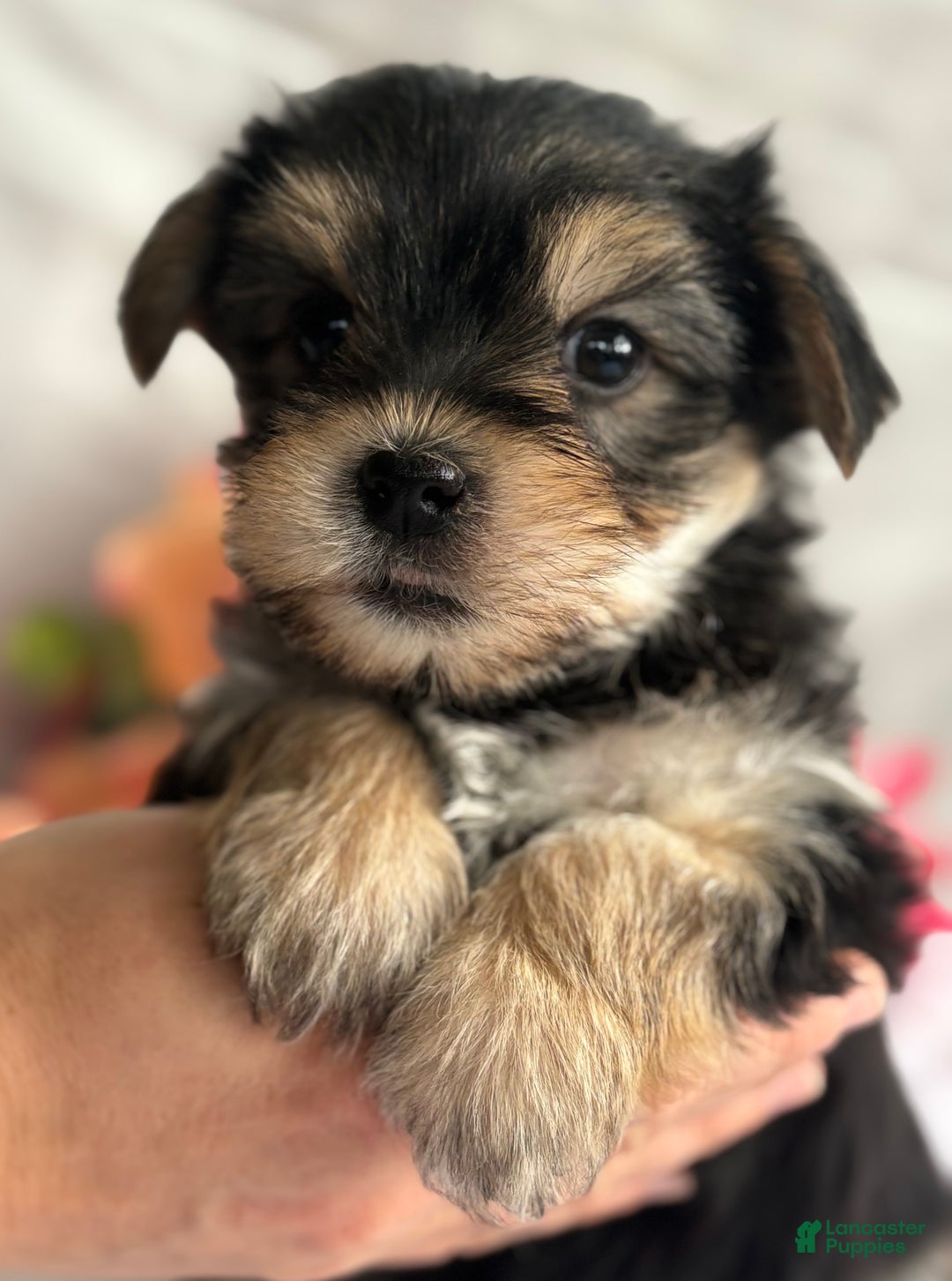 Morkie dogs for sale: Noel - Ad 2