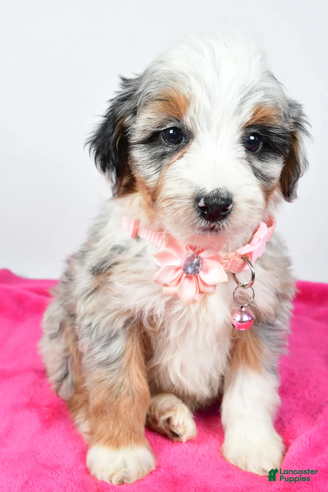 Mini Aussiedoodle dogs for sale: River - Ad 2