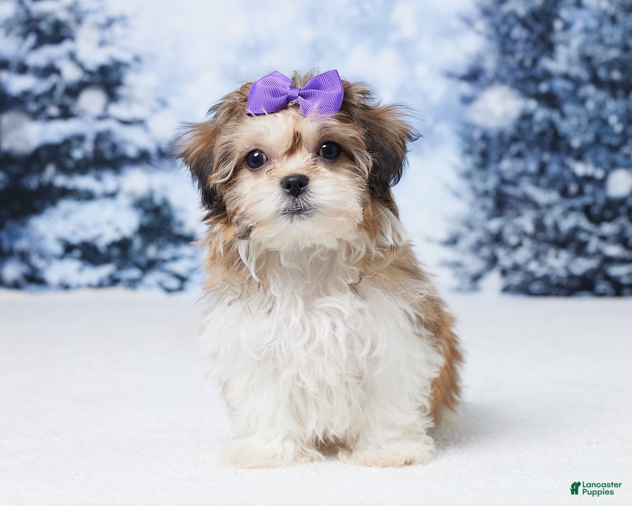 Teddy Bear dogs Ava - Ad 32