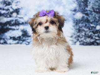 Teddy Bear dogs Ava - Ad 16