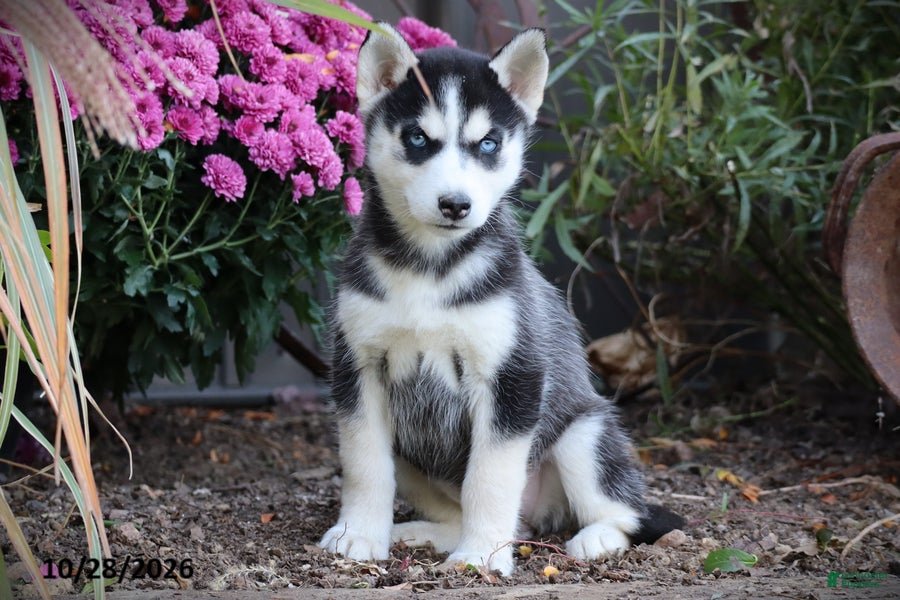Siberian Husky dogs for sale: Apple - Ad 1