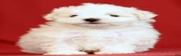 Maltese dogs for sale: Angie - Ad 3