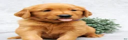 Golden Retriever dogs for sale: Maggie - Ad 2