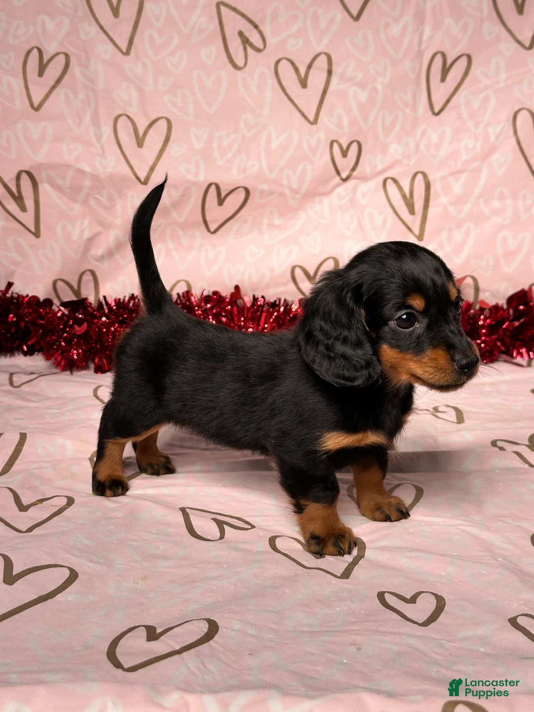Miniature Dachshund dogs for sale: Emily - Ad 5