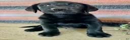 Labrador Retriever dogs for sale: Rip - Ad 7