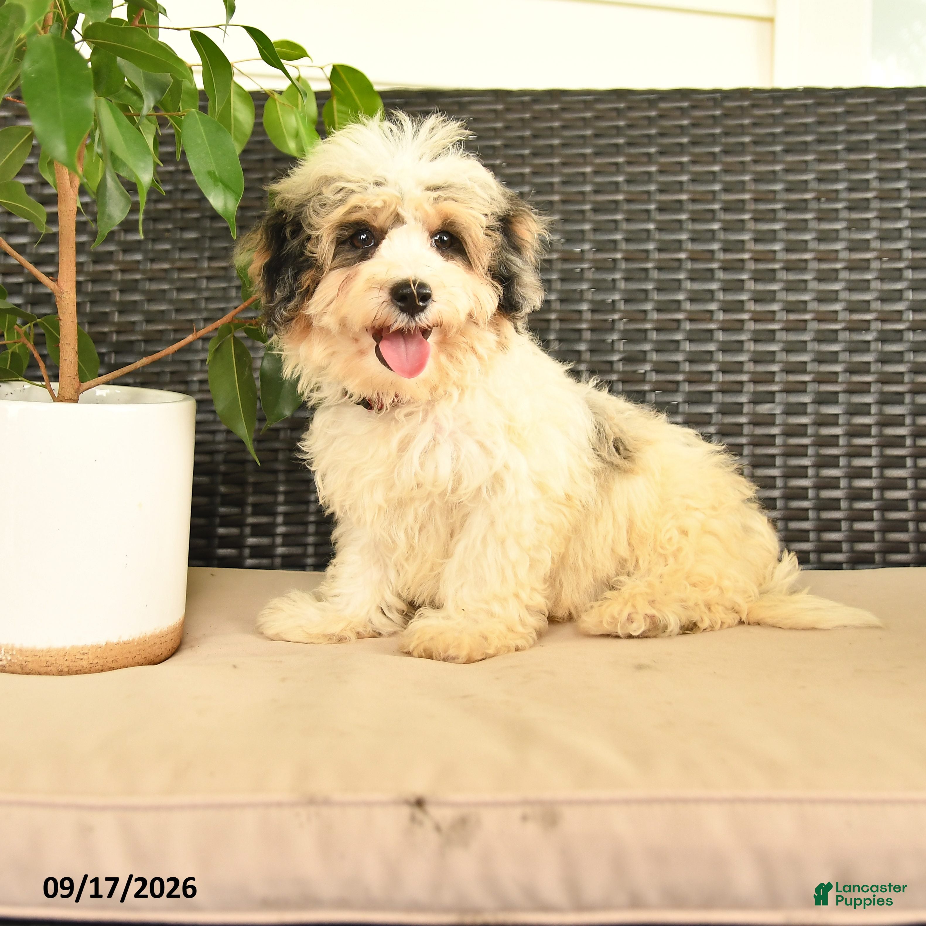 Maltipoo dogs Boomer  - Ad 2