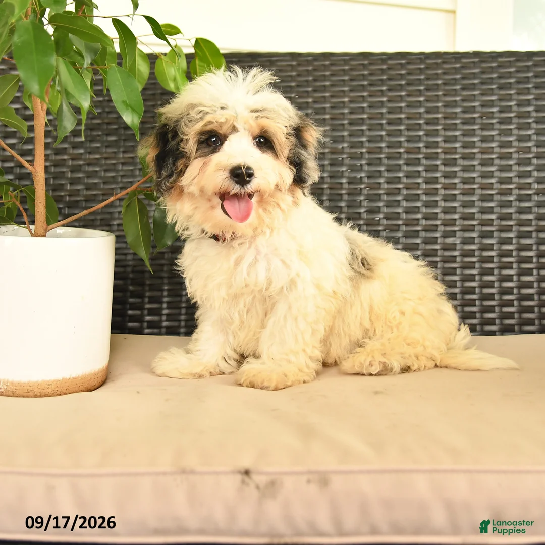 Maltipoo dogs for sale: Boomer  - Ad 2
