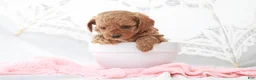 Toy Poodle dogs for sale: Macy - Ad 11