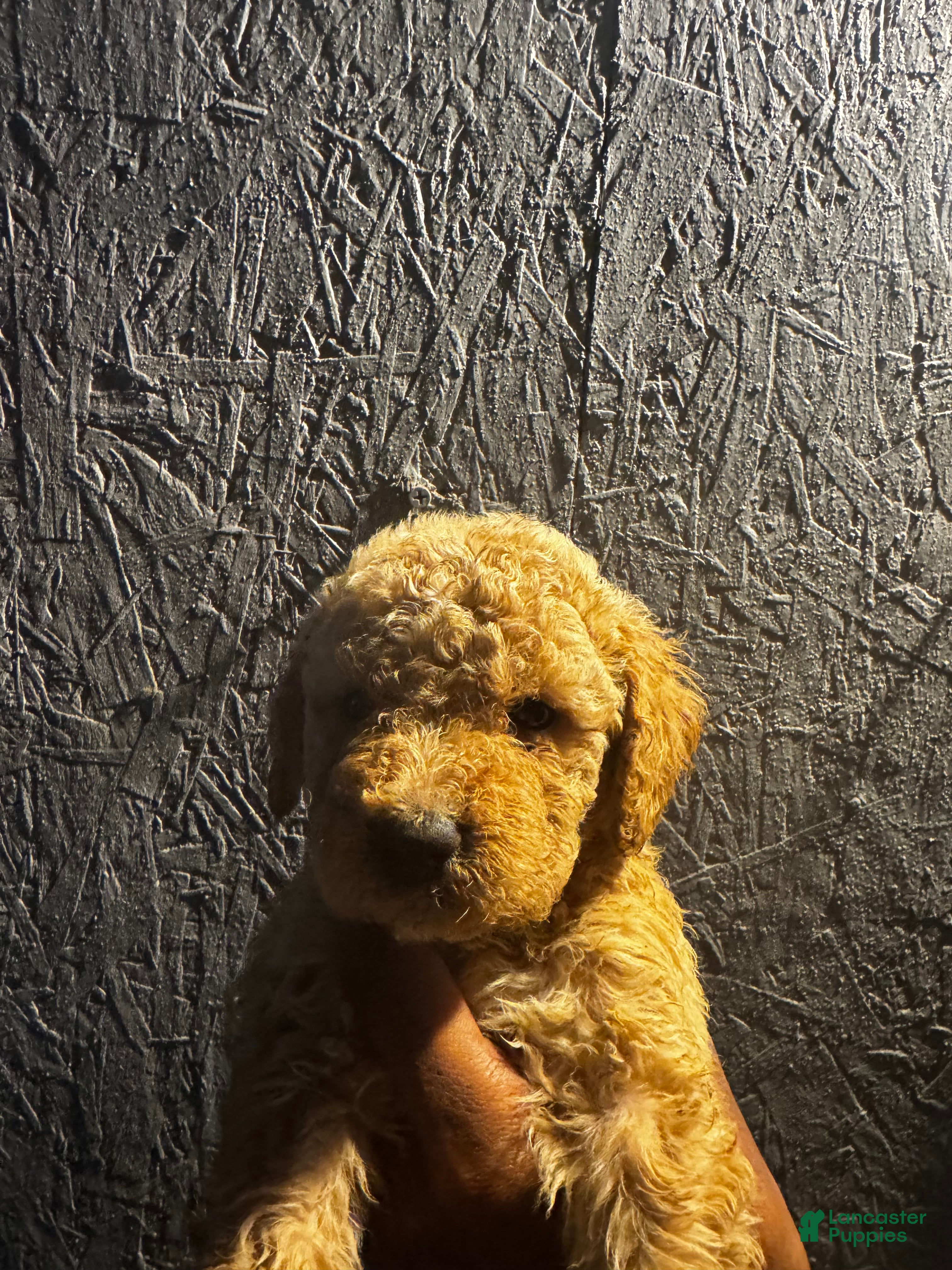 Bernedoodle dogs for sale: Bernedoodle 7 - Ad 3