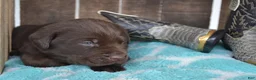 Labrador Retriever dogs for sale: Lanson - Ad 3