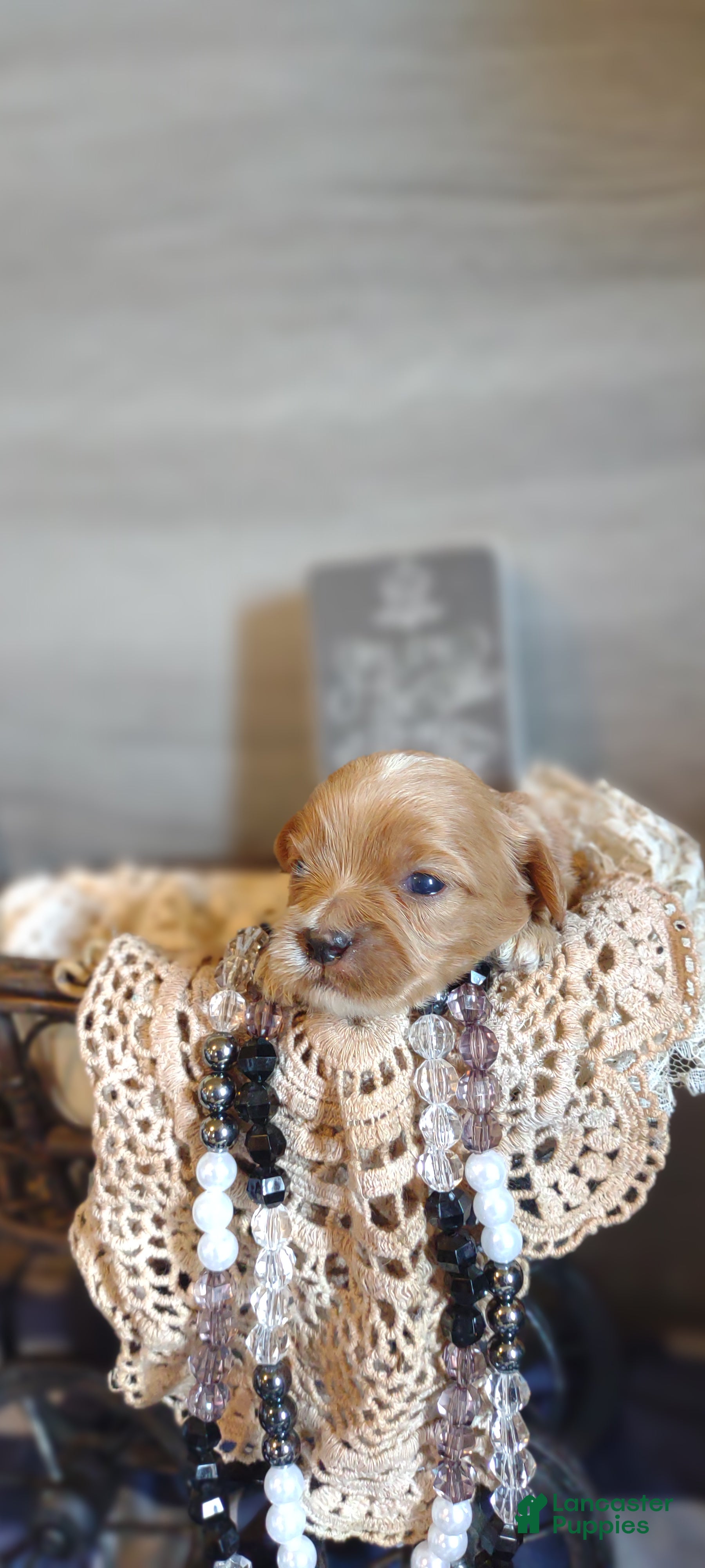 Shihpoo dogs Shihpoo Puppy 5 Malcolm  - Ad 2