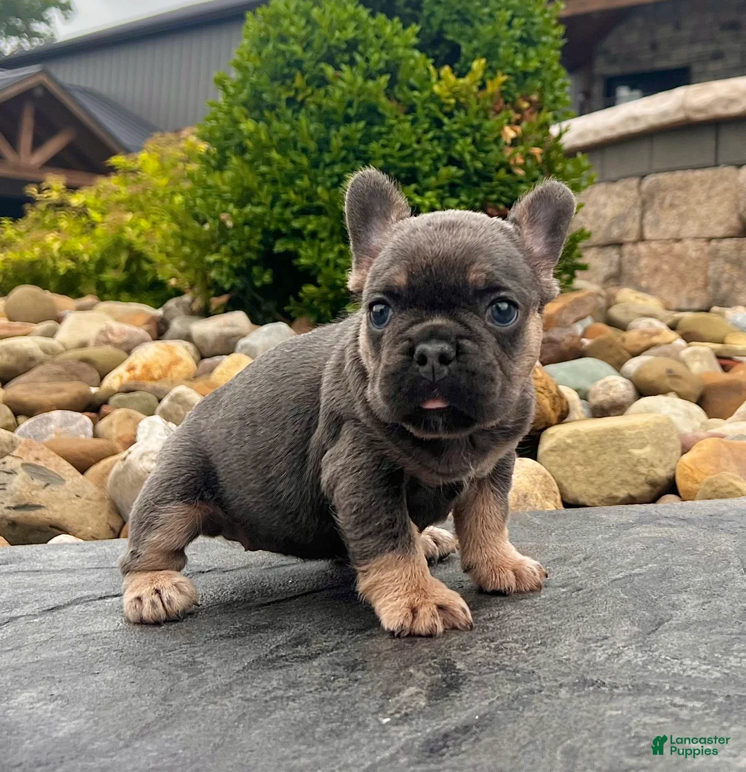 French Bulldog dogs for sale: Heidi - Ad 2