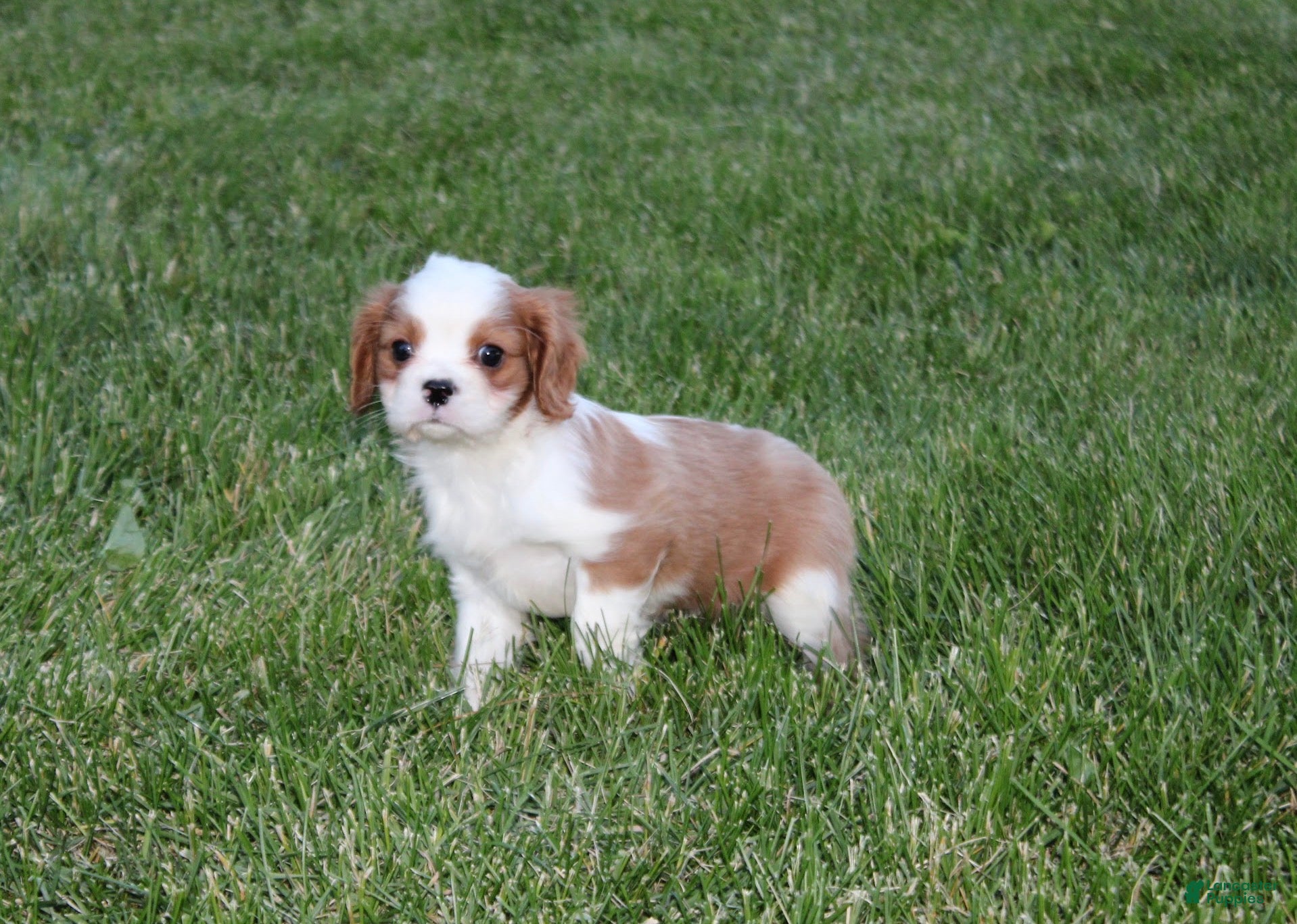Cavalier King Charles Spaniel dogs Hank Cavalier King Charles Spaniel Puppy  - Ad 1