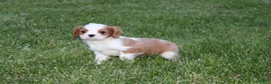 Hank Cavalier King Charles Spaniel Puppy 