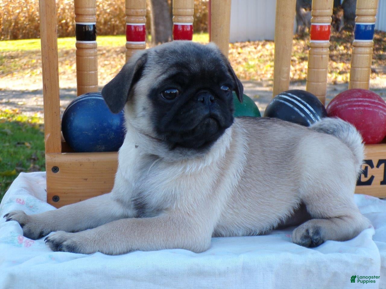 Pug dogs for sale: Pumpkin - Ad 1