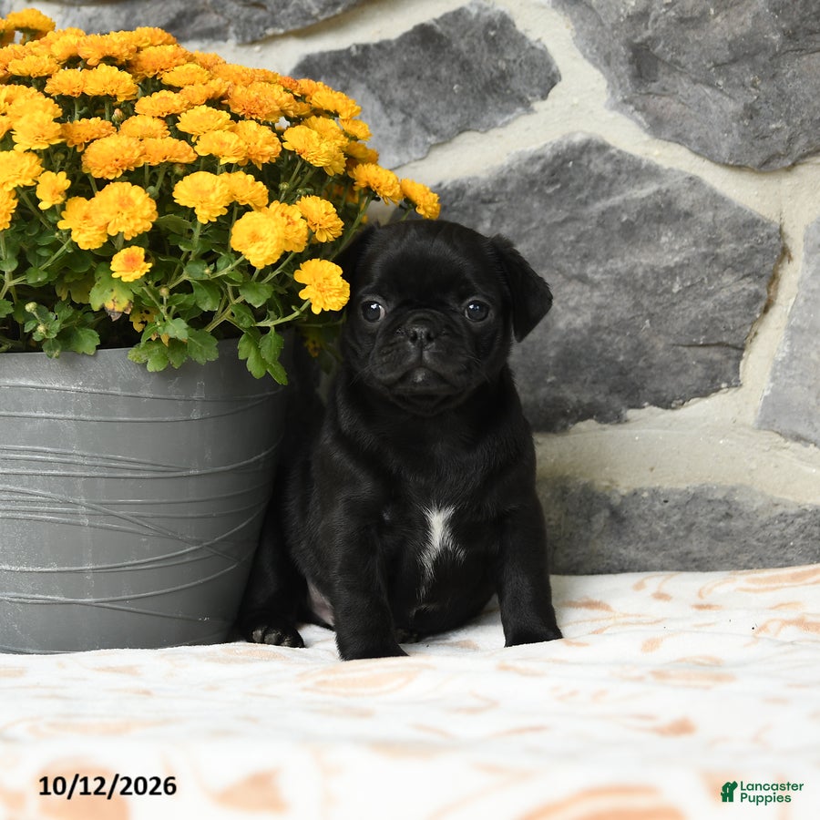 Pug dogs Mochi - Ad 1