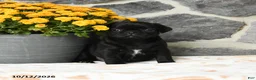 Pug dogs for sale: Mochi - Ad 1