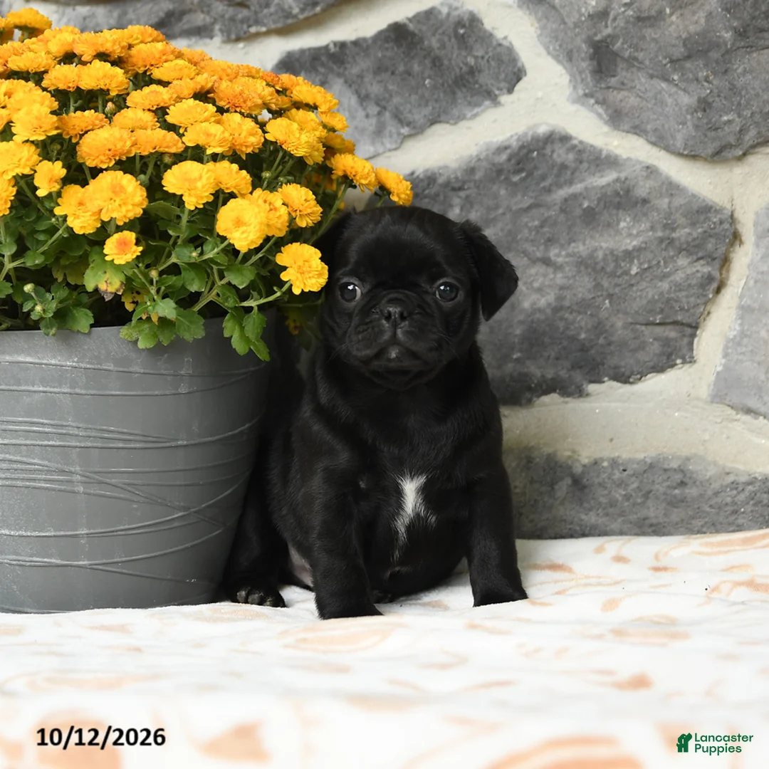 Pug dogs for sale: Mochi - Ad 1