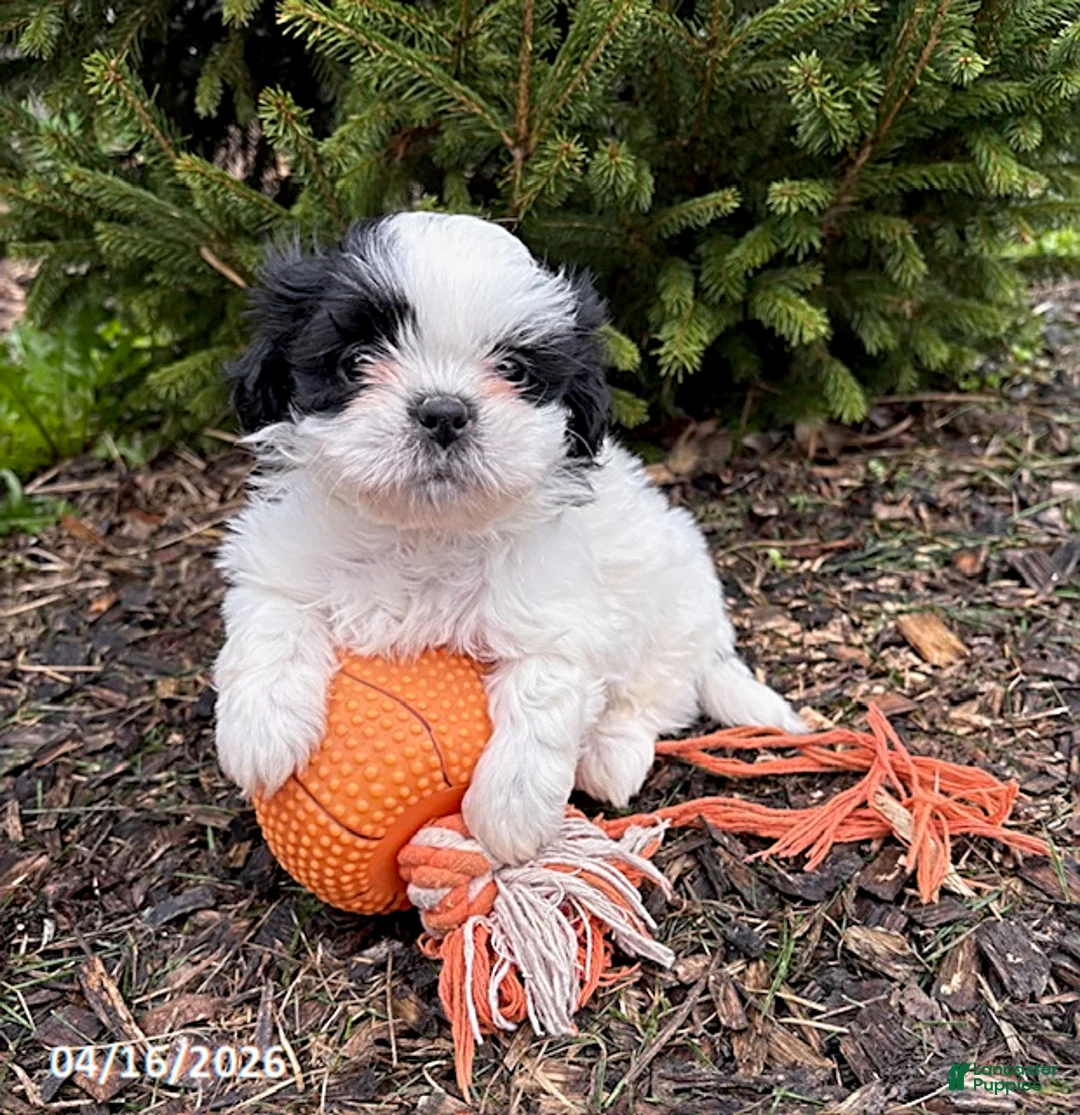 Shih Tzu dogs for sale: Averi - Ad 1