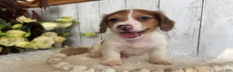 Miniature Dachshund dogs for sale: Luke - Ad 9