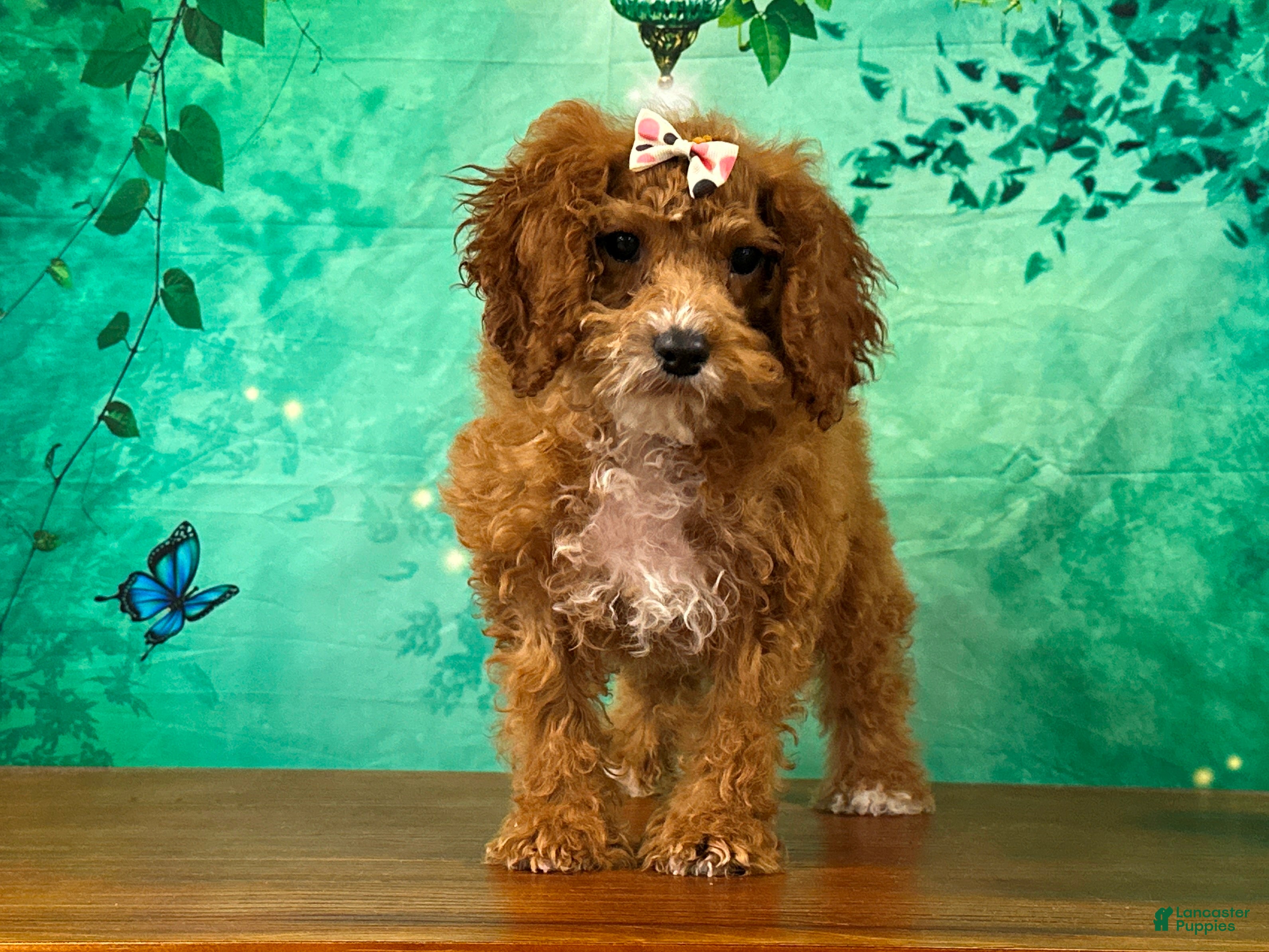 Cockapoo dogs Toffee - Ad 1