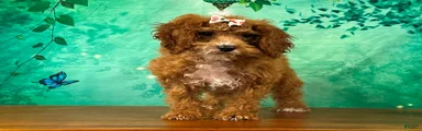 Toffee