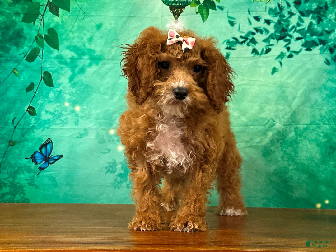 Cockapoo dogs for sale: Toffee - Ad 1