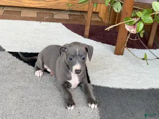 Italian Greyhound dogs JJ - Ad 14