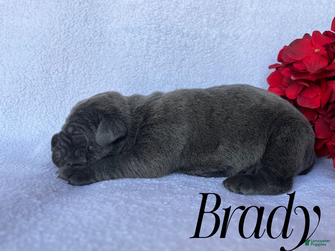 Cane Corso dogs for sale: Brady - Ad 2