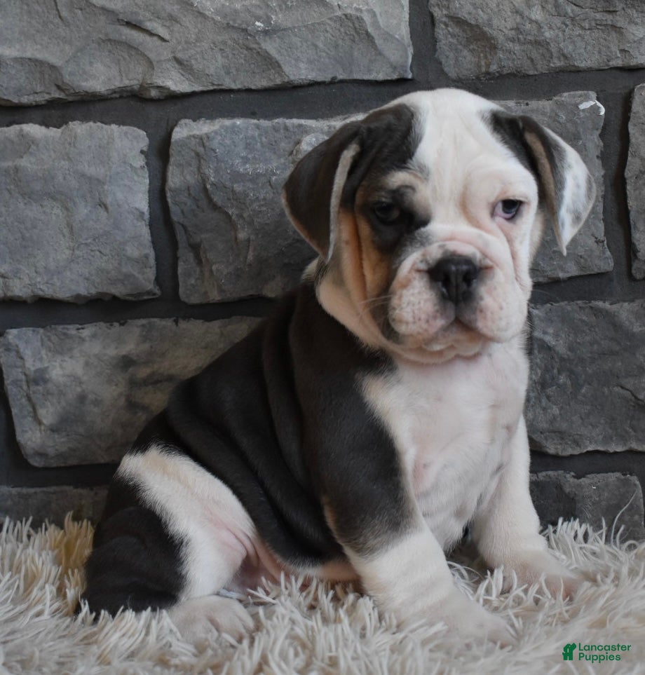 Mixed Breed dogs Trixie - Ad 35