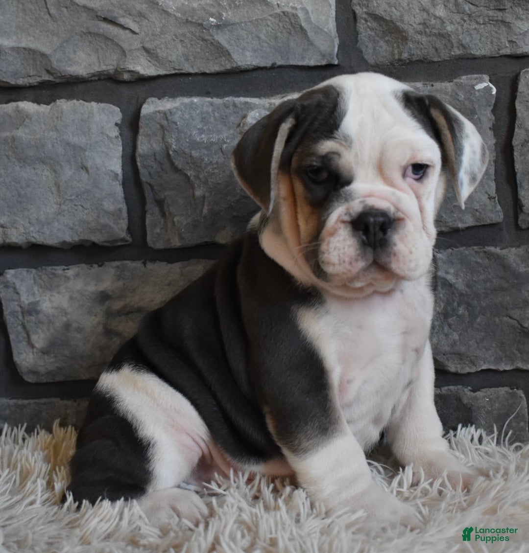 Mixed Breed dogs for sale: Trixie - Ad 1